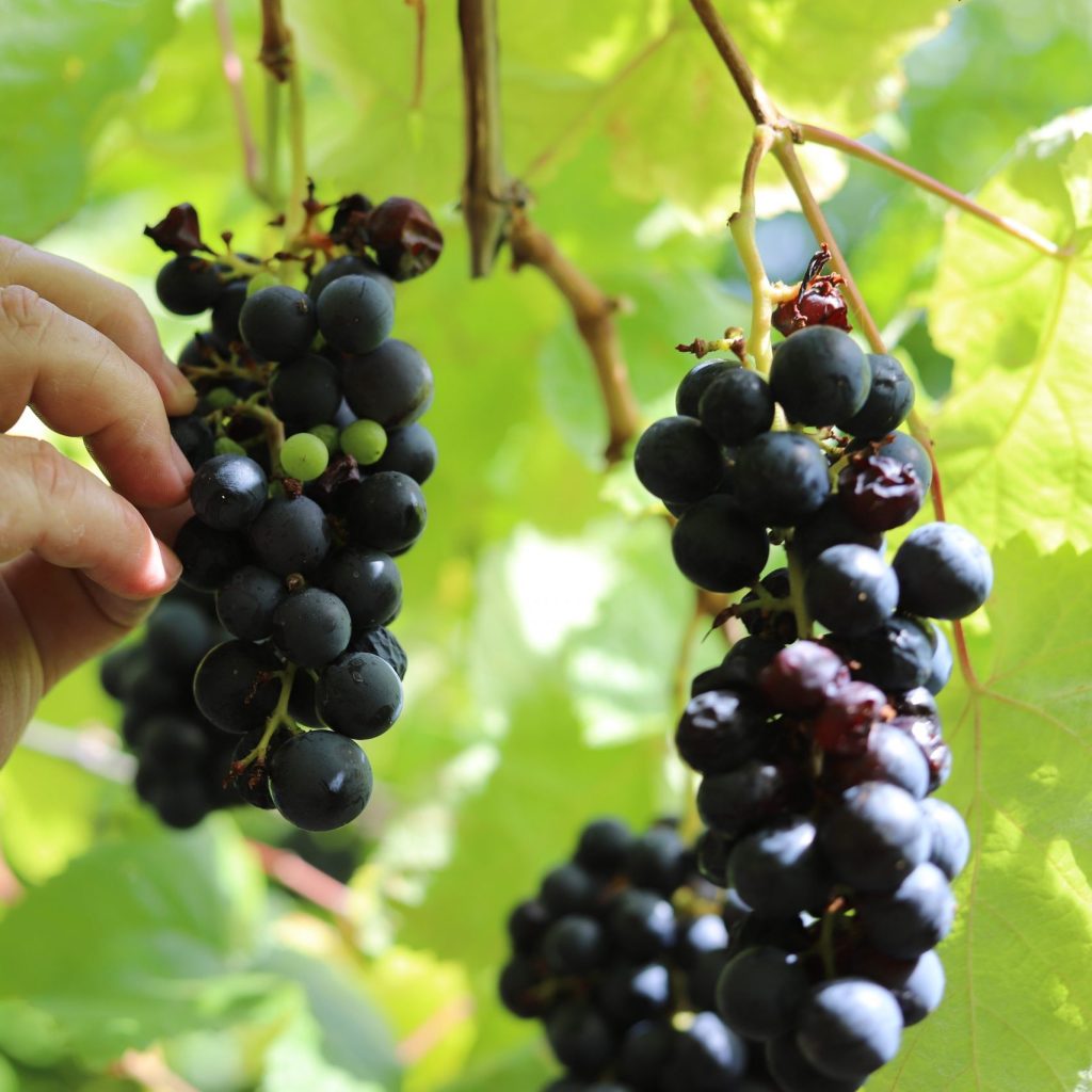 Bodegas en Canarias